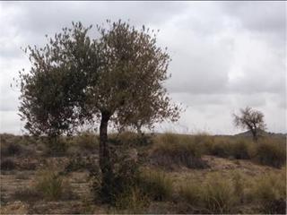 Finca rústica en M-311 37
