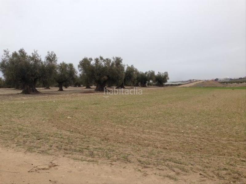 Foto 0da0add4-18b0-4a5b-bdd5-cacbba41227c. Finca rústica a Cobeja