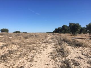 Rural plot in Chinchón