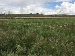 Finca rústica en Morata de Tajuña. Parcela cerca de morata, con pozo