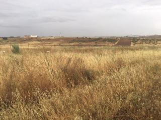 Fondo rustico in Carpio de Tajo (El)