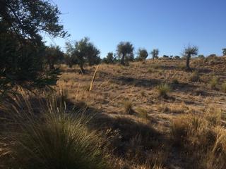 Finca rústica en M-315 4b. Olivar junto a carretera, cerca de morata
