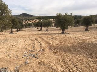 Finca rústica  N/a. Olivar en madrid   4.170 m.