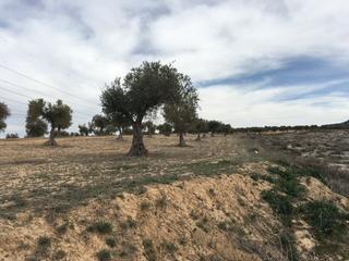 Finca rústica en Diseminado casasola cm 691. Olivar 3208 m.