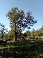 Finca rstica en Calle mayor 1