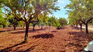 Terrain résidentiel à Son Ramonell-Es Figueral. En termino municipal de marratxí, encontramos la parcela ideal p