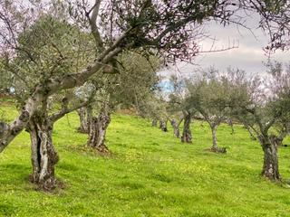 Residential Plot in Camino de san antonio 1 1