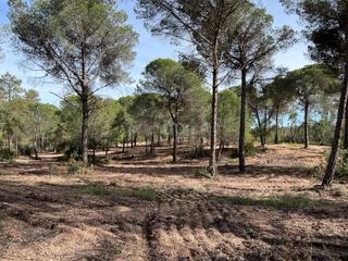 Residential Plot in Camino de la ermita 56 56