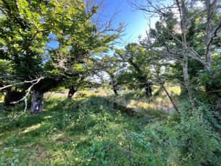 Residential Plot in Carretera hv hv-3113 hv-3113