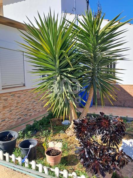 Foto cb497d4e-2da9-41f1-beef-a84060adf70d. Casa in Bejar Lorca