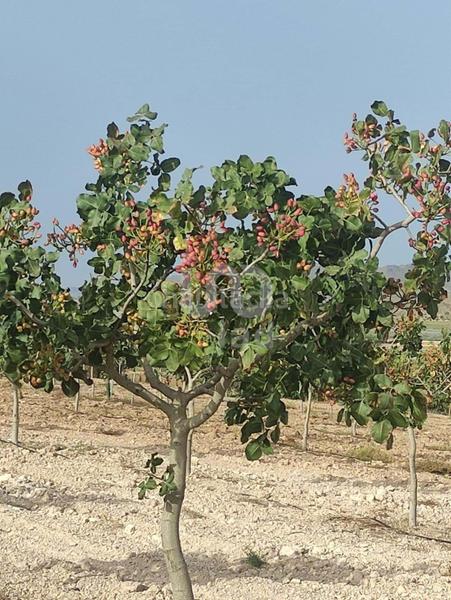 Foto b786ae8c-948f-45f6-89e1-86f51a218d15. Maison dans Bejar Lorca