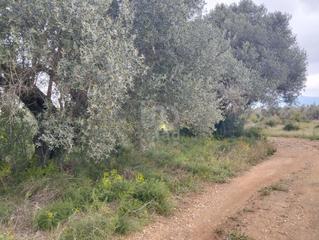 Residential Plot in Tivenys