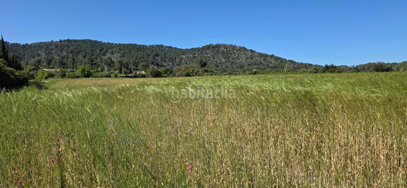 Foto 231ee67d-ff94-43ba-95c0-7e50c71a1561. Terreno residenziale in Pollença poble Pollença