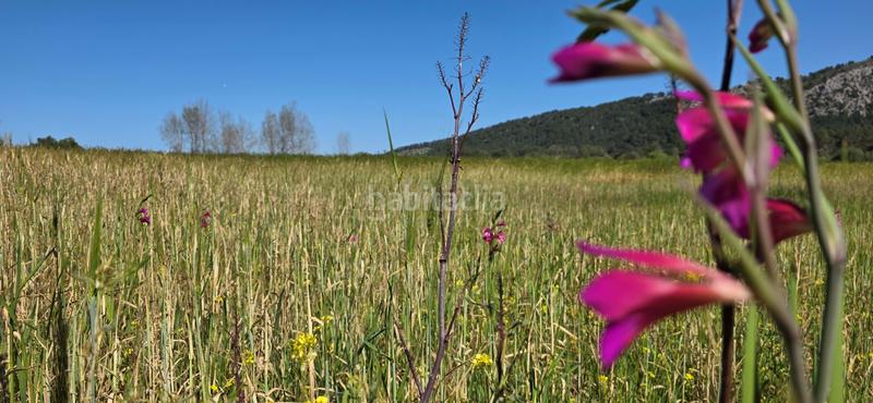Foto 34adefb1-27f4-4bcd-ae68-363d9c2afbb9. Terreno residenziale in Pollença poble Pollença