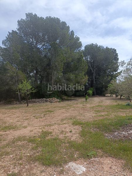 Foto 2b4d84e8-c21a-4c19-8b6f-e2dfa4f1d464. Terreny residencial a Perelló (El)