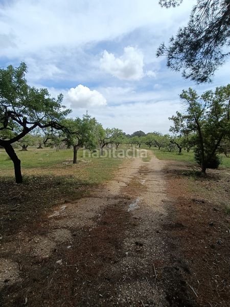 Foto b9f21c6b-ac25-47d9-bd27-b1facae05677. Terreny residencial a Perelló (El)