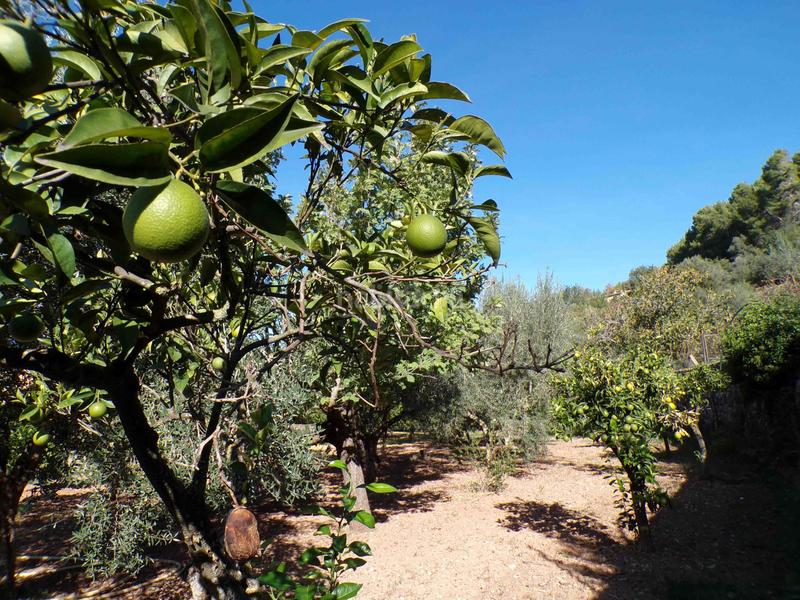 Foto 0632ee30-4d19-4cac-a67d-142e22620298. Casa amb aparcament piscina a Sóller