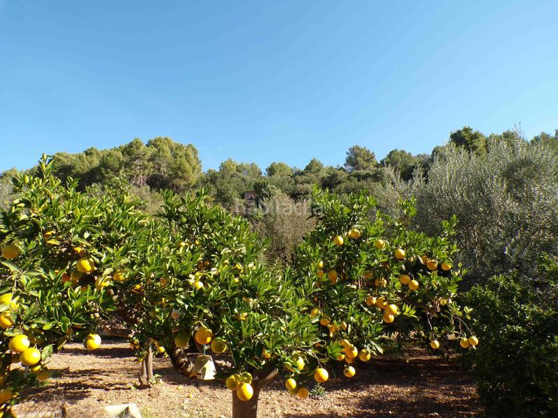 Foto c99209f4-eabc-486b-8e9a-797d5a3ca124. Casa amb aparcament piscina a Sóller