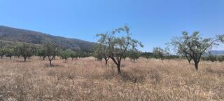 Terreno residencial en Sax