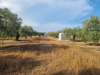 Residential Plot in Ginestar