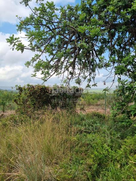 Foto e32610be-8874-41e8-8793-1a32c06e4c92. Casa con piscina in Avinguda Catalunya Sant Carles de la Ràpita