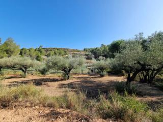 Terreny residencial a Tivissa