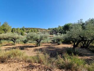 Terreno residenziale in Tivissa