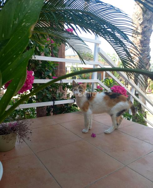 Foto a8d24495-7bf2-4238-8e7f-63a2df33fa60. Edificio en cami 5 carretera vella de barcelona 5 en Tortosa