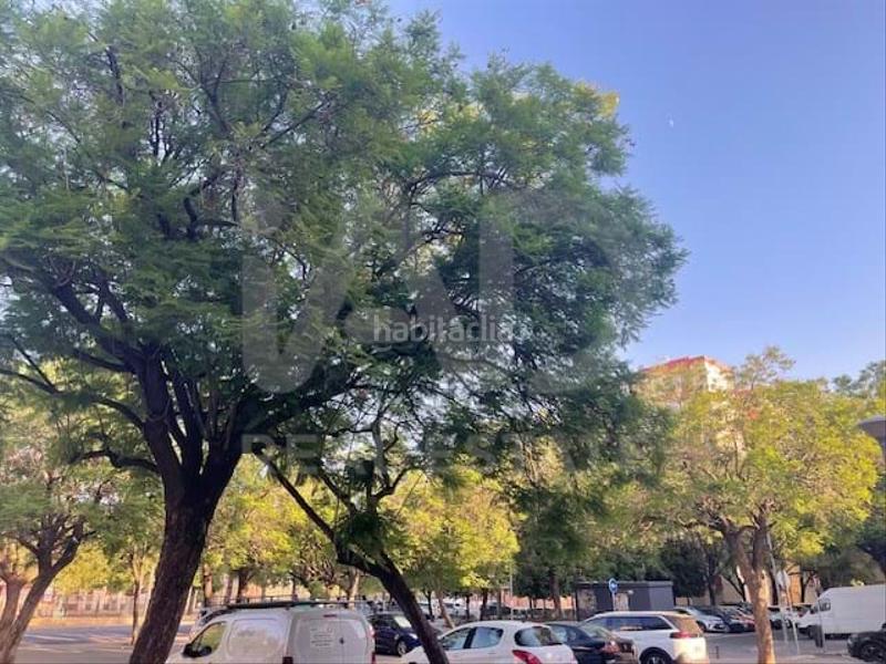 Foto 54946974-cd3c-4da8-9d62-1fe885e09eeb. Pis a La Oliva Sevilla