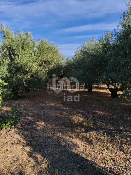 Foto abde83a5-bdc4-461c-a157-14663d959fd5. Terreno residencial en Écija