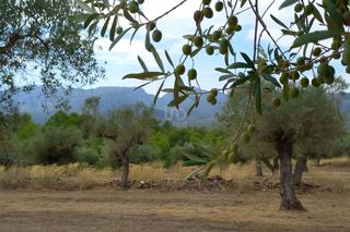 Masia a Tivissa