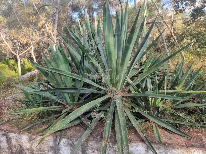 Foto f71b8b6b-25f8-4407-8700-a0d9c9db603d. Rural plot in Valletes - Xiribecs Amposta