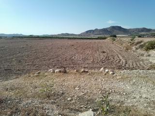Rural plot in Novelda
