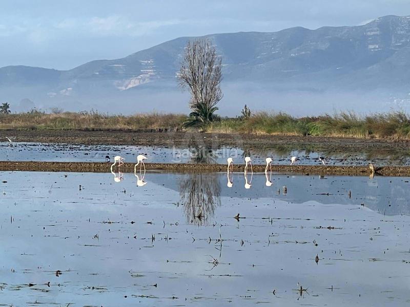 Foto 0b923131-acda-40ab-8d0a-fc49f6057d56. House with heating parking in Eucaliptus - Poble Nou del Delta Amposta