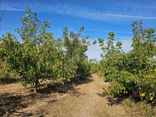 Finca rústica a Gandesa