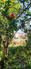 Terreno residenziale in Cotomar