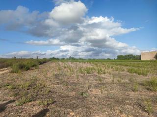 Rural plot in Manacor Centre