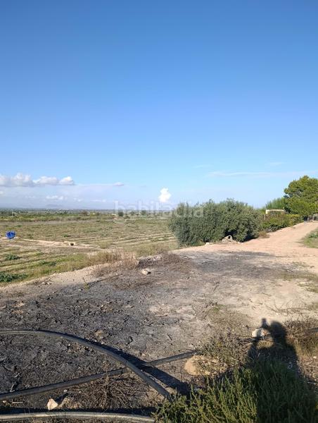 Foto 19ddfc1d-e3f4-4579-a72a-ba0e757f6645. Rural plot in La Marina Elche / Elx