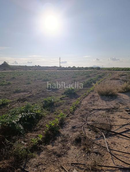 Foto 23111360-dbdd-45b0-a46f-d2b26bf91b3d. Rural plot in La Marina Elche / Elx