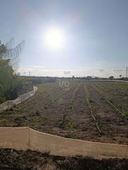 Rural plot in La Marina