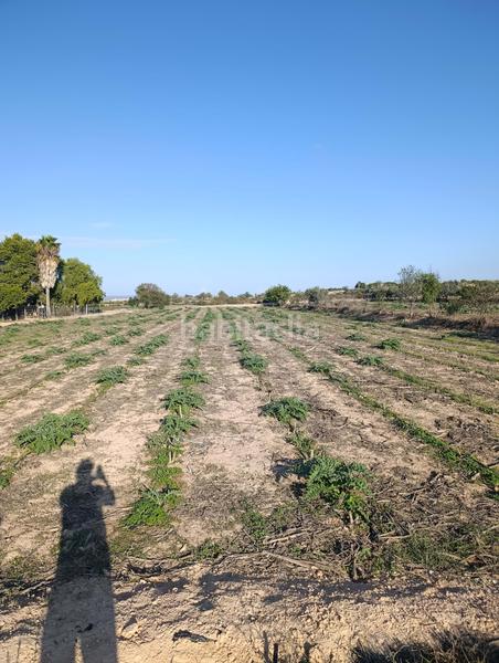 Foto 345a21e9-082d-473d-97d0-6339f59bb42c. Rural plot in La Marina Elche / Elx