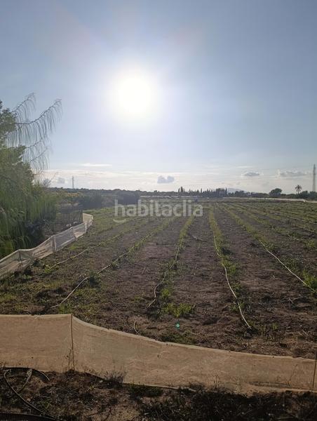 Foto 4ecfe6e8-e5a7-4022-961d-eeca0cd49a68. Rural plot in La Marina Elche / Elx
