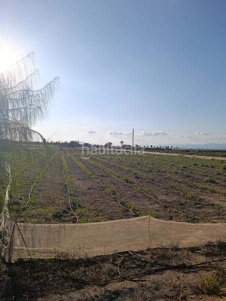 Foto 8a471b92-5142-4242-b597-ca5b2557e427. Rural plot in La Marina Elche / Elx