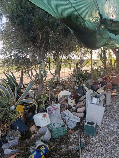 Foto a8a99217-d67a-473a-800c-9ab7a521a91f. Rural plot in La Marina Elche / Elx