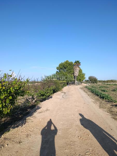 Foto e1f0279b-3409-4202-ae62-31352b620fae. Rural plot in La Marina Elche / Elx