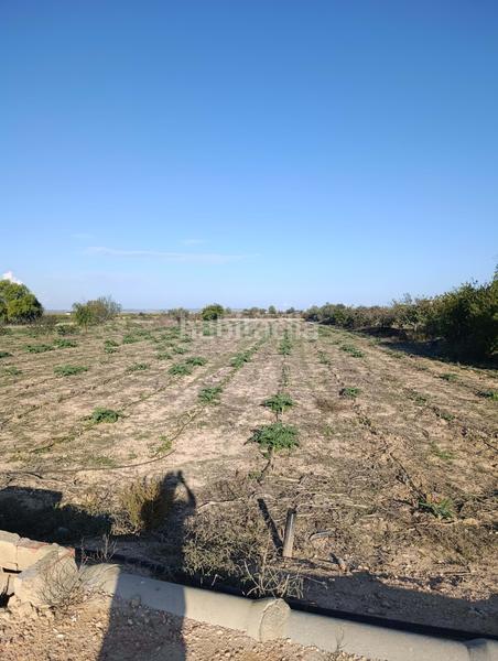 Foto e5d614bc-52c5-4704-9be9-c369b048bdd5. Rural plot in La Marina Elche / Elx