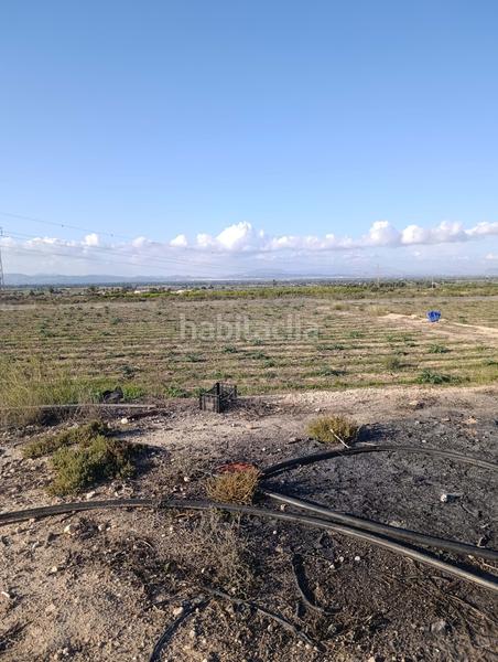 Foto 7129d367-77fe-46fe-b459-38deb429661b. Finca rústica en La Marina Elche / Elx