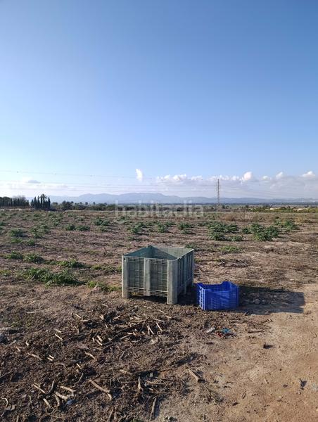 Foto a93554a1-af91-44fd-a865-7031d86e3a1f. Finca rústica en La Marina Elche / Elx