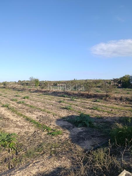 Foto eec4dbf5-de9f-45e7-8b68-9798ed72ef7c. Finca rústica en La Marina Elche / Elx