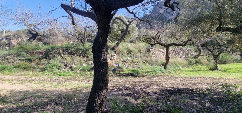 Foto a557d42d-fdf0-4e03-ab08-8f9c2e9fde10. Terrain résidentiel dans urbanización hons políg.19 políg.19 dans Rasquera